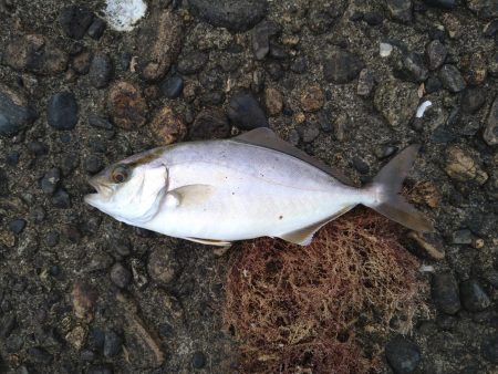 アジングでアコウ